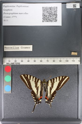 Media type: image;   Entomology 135149